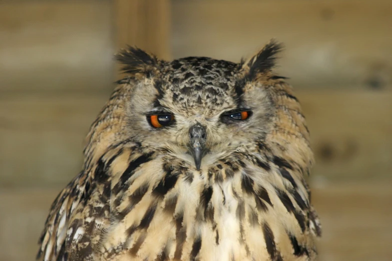 an owl with orange eyes sitting on a wooden perch