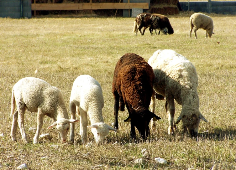 three adult sheep and one baby goat grazing on grass