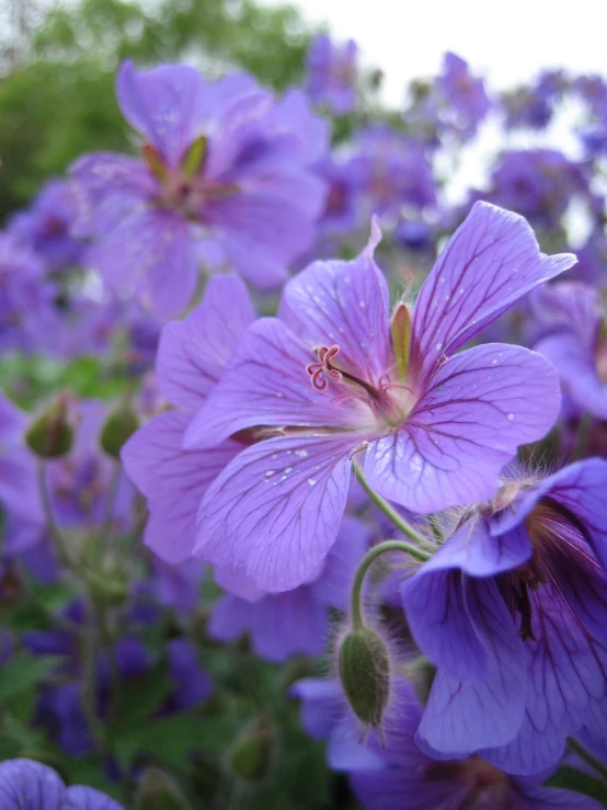 some blue flowers in the grass and one has red centers