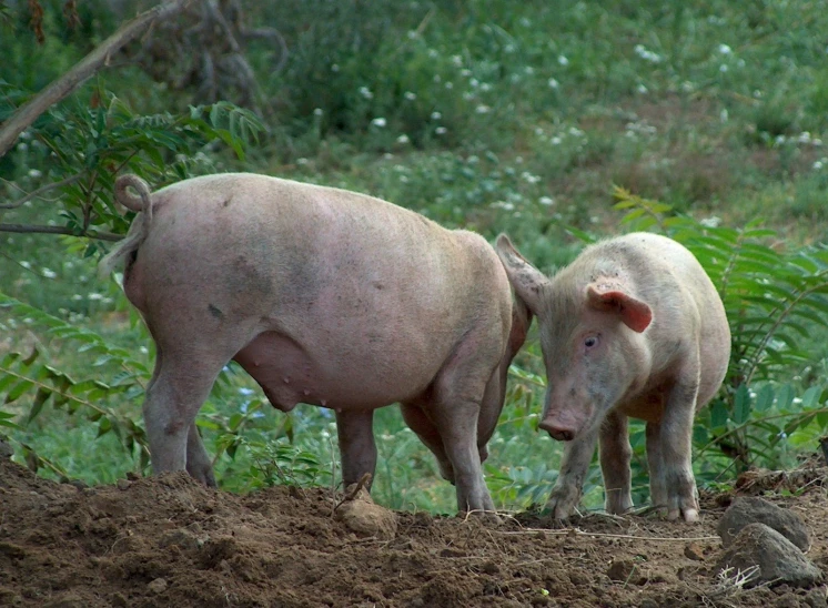 there are two very big animals on the dirt