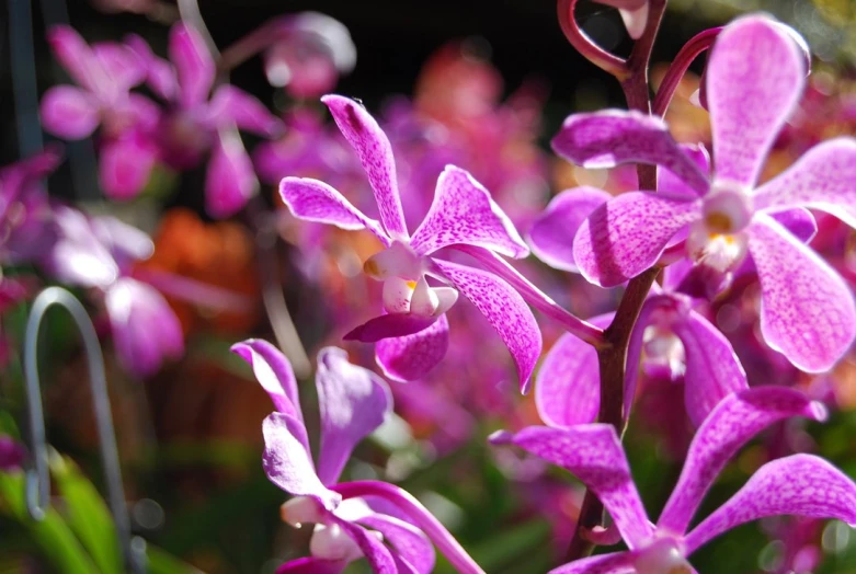 several pink orchids with green stems and white flowers in the background