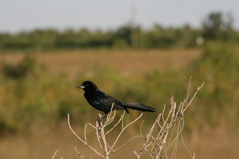 a black bird sits on a nch in front of a grassy area