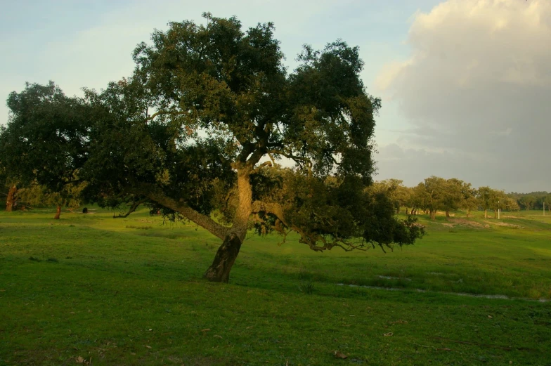 a tree in a green field on a clear day