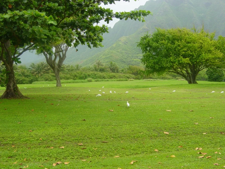 geese grazing in a green field under trees