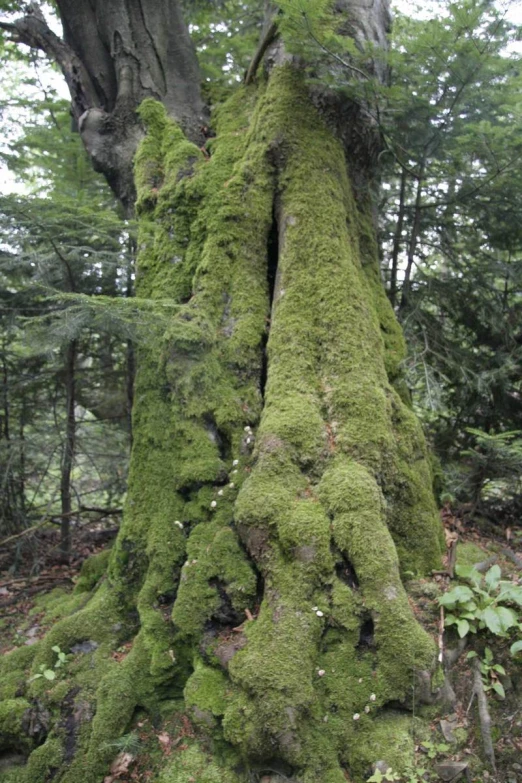 a large mossy tree with a trunk and crown