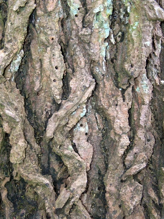 a bark of a tree with white tips and green mossy nches