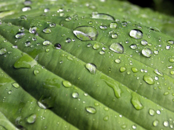 water drops on a large leaf of a plant