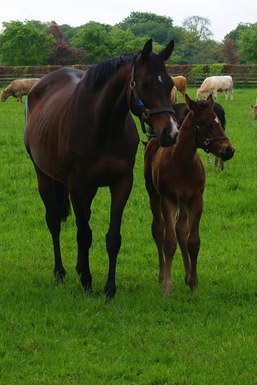 the baby horse is next to the adult horse