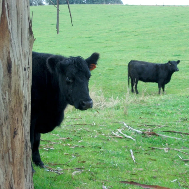 some very cute cows by a big grassy field