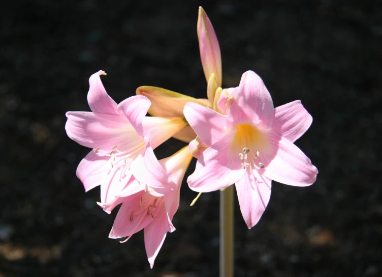 the beautiful pink flowers are next to each other