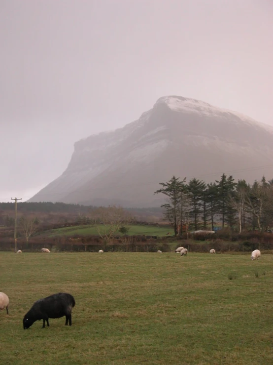 a field filled with lots of green grass next to a white mountain