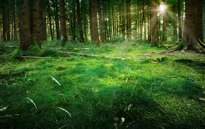 the green field and grass is all covered with sunlight