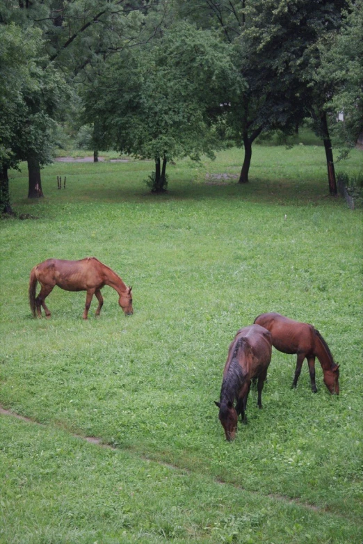 three brown horses grazing in the green grass