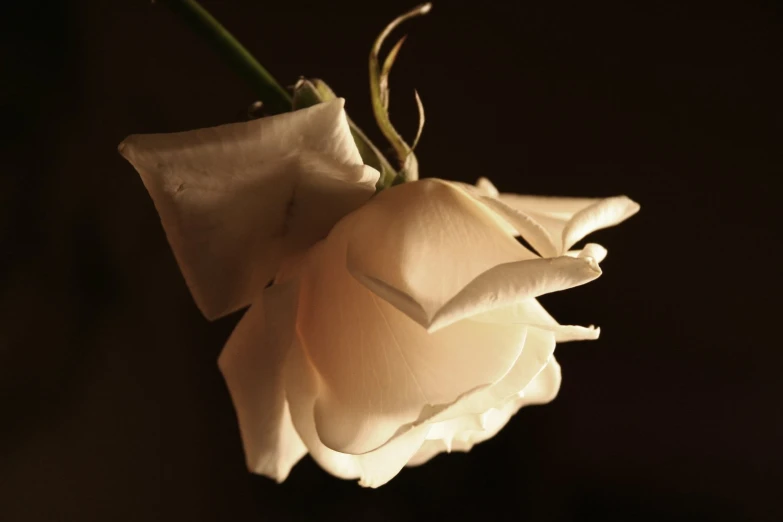 a white flower with petals attached in a dark room
