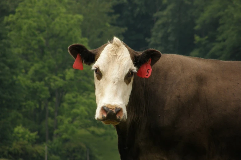 a cow with red tags on its ears standing next to a forest