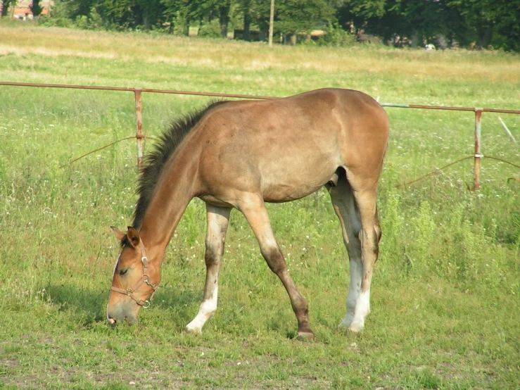 a horse standing on top of a green field