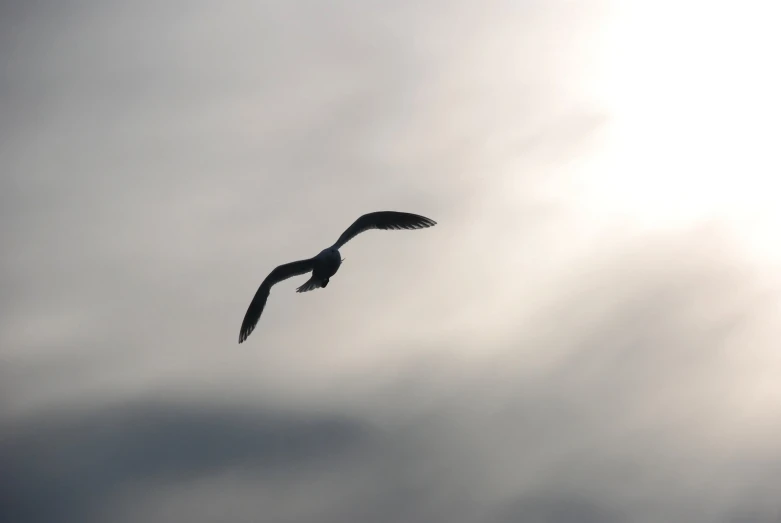 there is a large bird flying through the sky