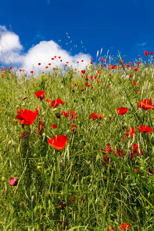 red and green grass with wild flowers on a hill