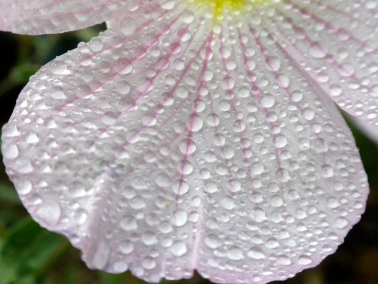 a pink flower with dewdrops on it's petals