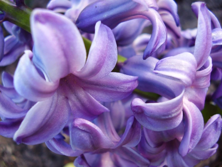 a close up picture of purple flowers