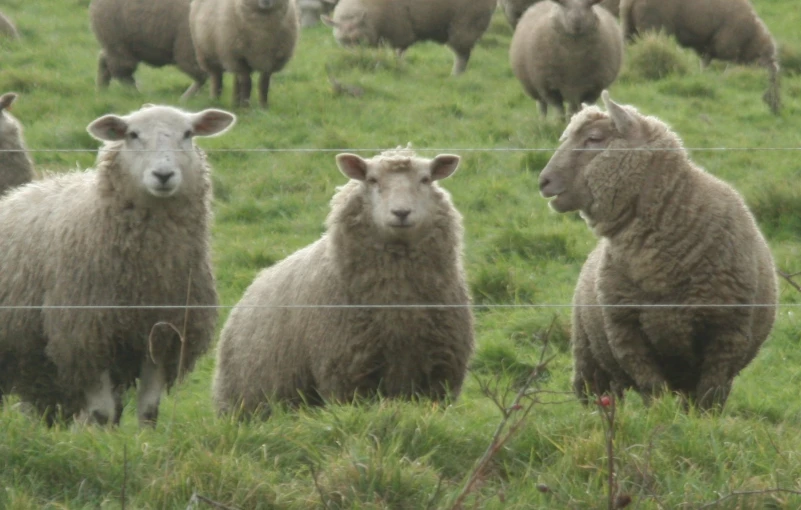 a group of sheep that are standing in the grass