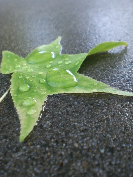 green leaves with water droplets on the leaves