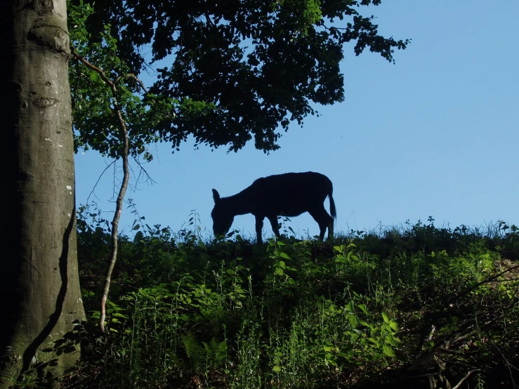 silhouette of a rhino in a grassy area, with a tree and shrubbery below