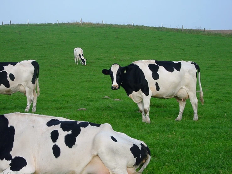 there are three cows laying in the grass