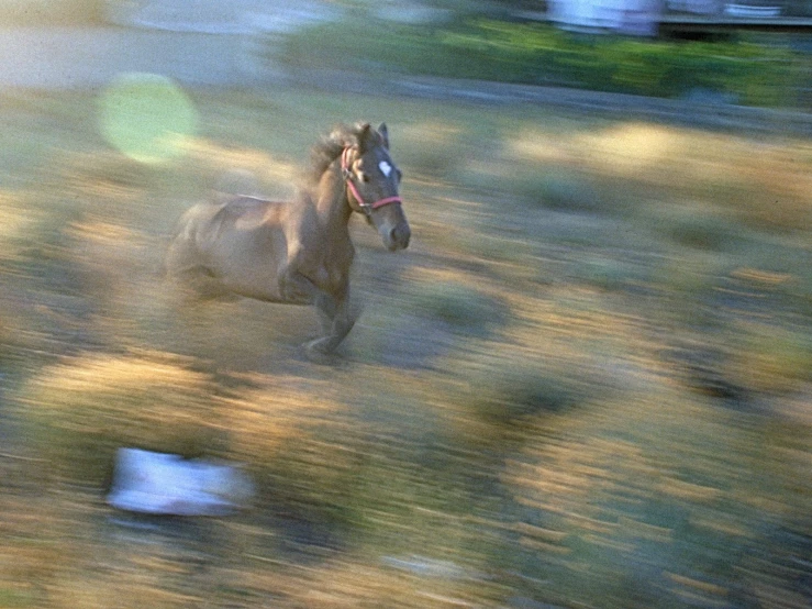 a horse running in a field on a blurry background
