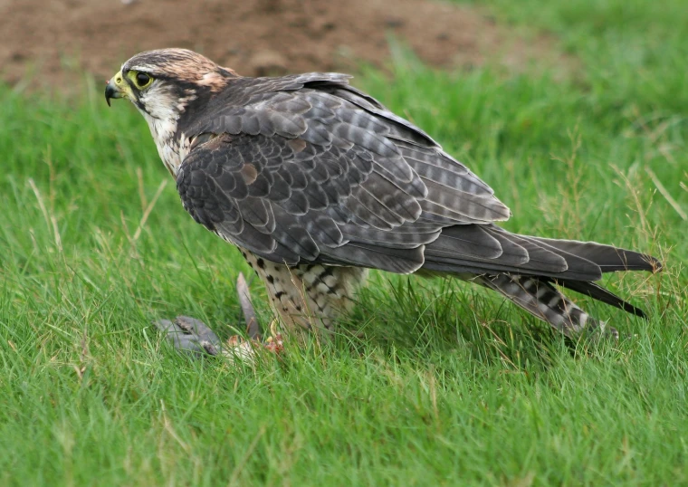 a hawk with sharp claws sits in tall grass