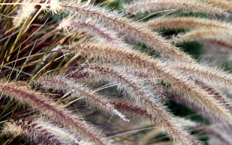 tall grasses are pictured in a close up po