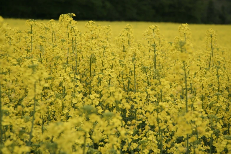 yellow wildflowers grow in the background while grazing in a field