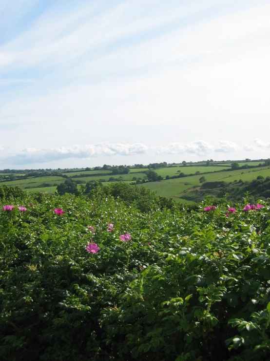 an open field with some bushes and flowers