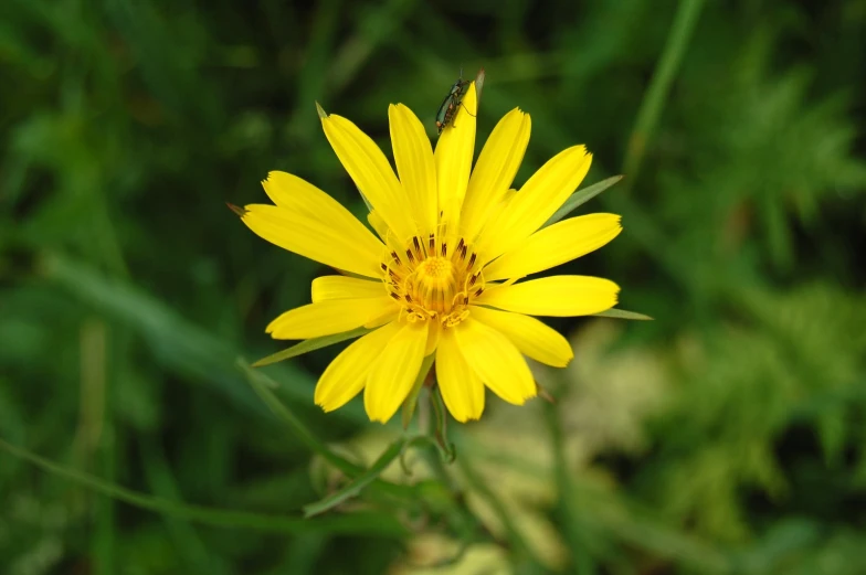 a yellow flower is standing up in a green field