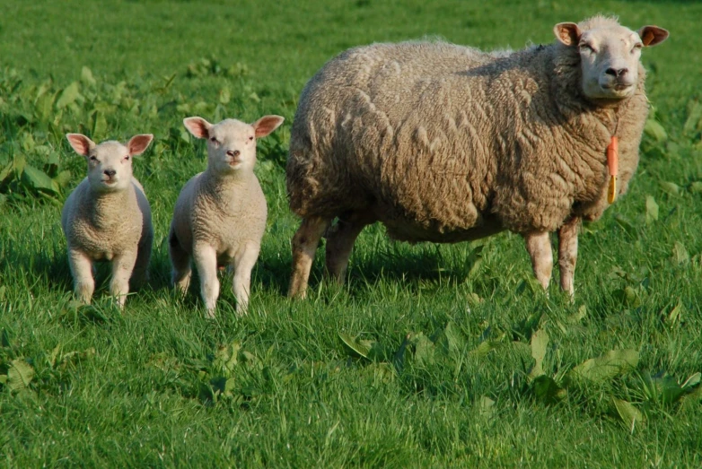 two lambs are standing in a field