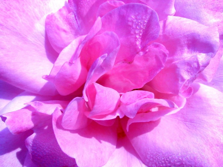 a pink flower on the outside of a bed of petals