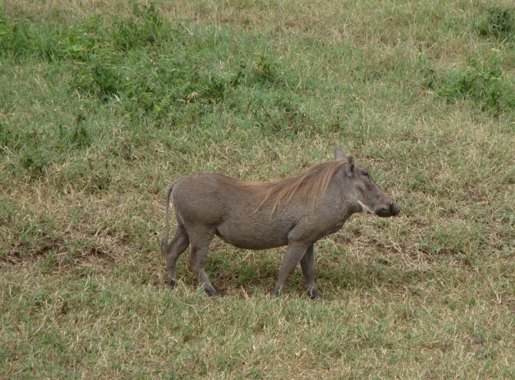 small wild animal standing in grassy area with shrubbery