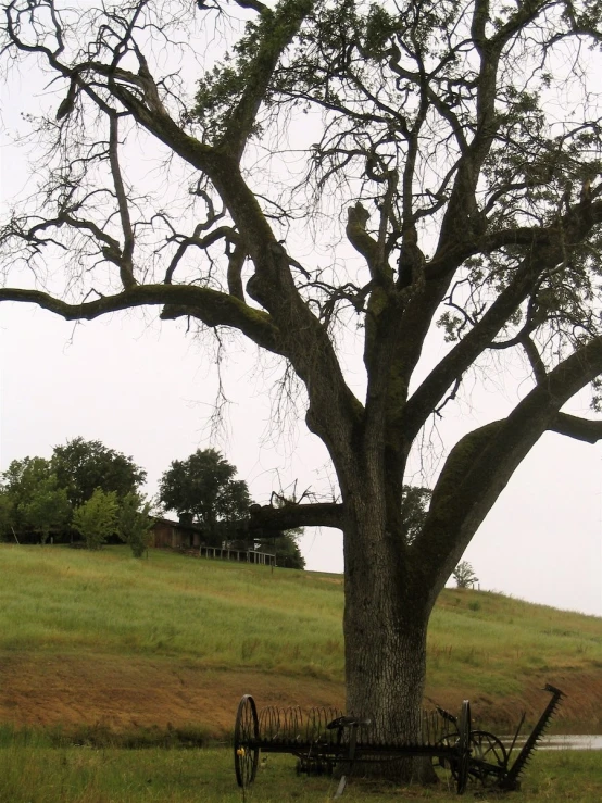 a tree that is standing in the grass