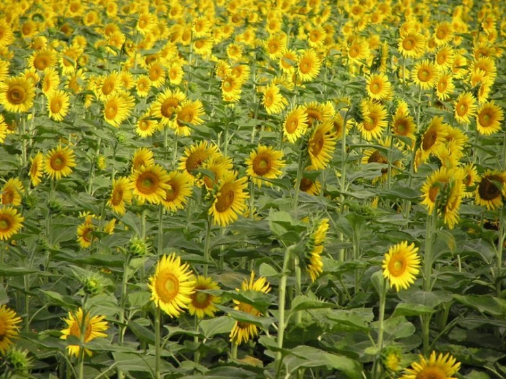 a large field filled with lots of yellow sunflowers