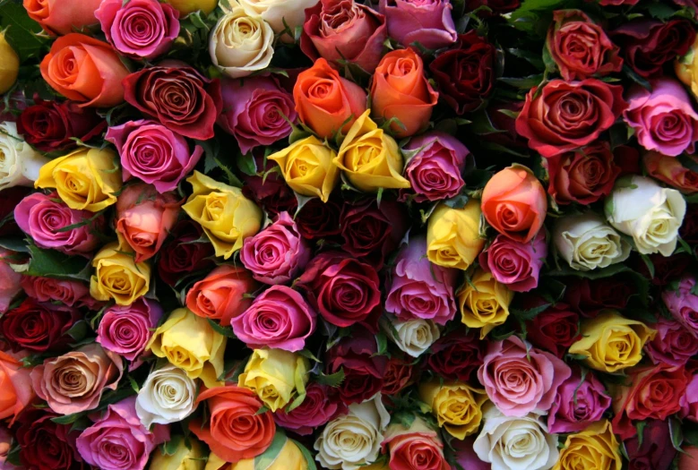 roses piled up against the wall in a bouquet