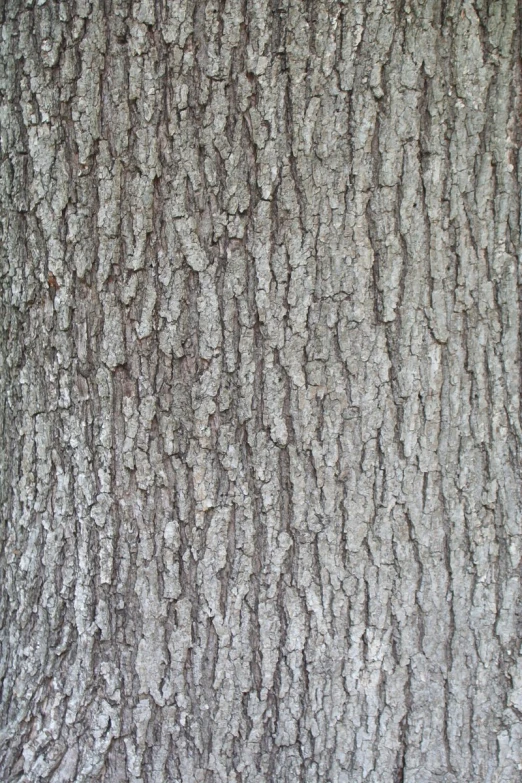 a tree that has white bark in the middle of it