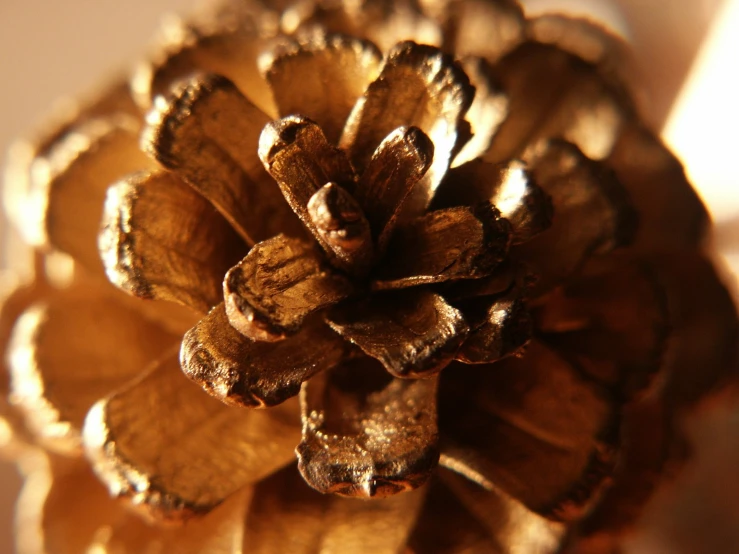 a closeup of a golden pine cone