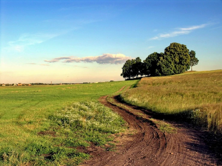 a dirt road in a grassy field with two trees on one side