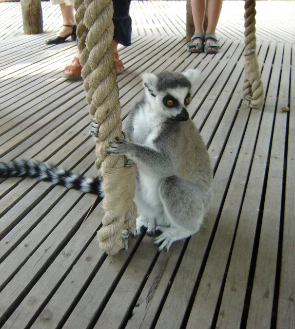 a couple of monkeys sitting on top of a boat