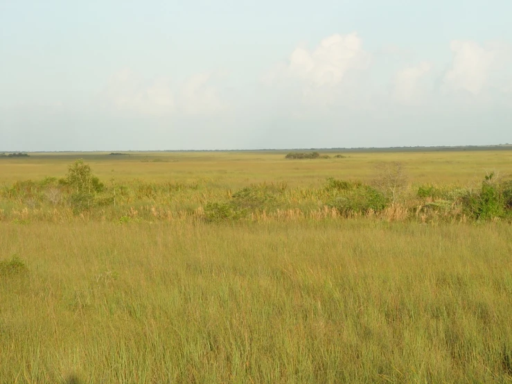 zes walking in large wide open field with many trees