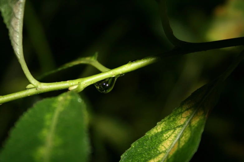 the drop of water is on the green leaf