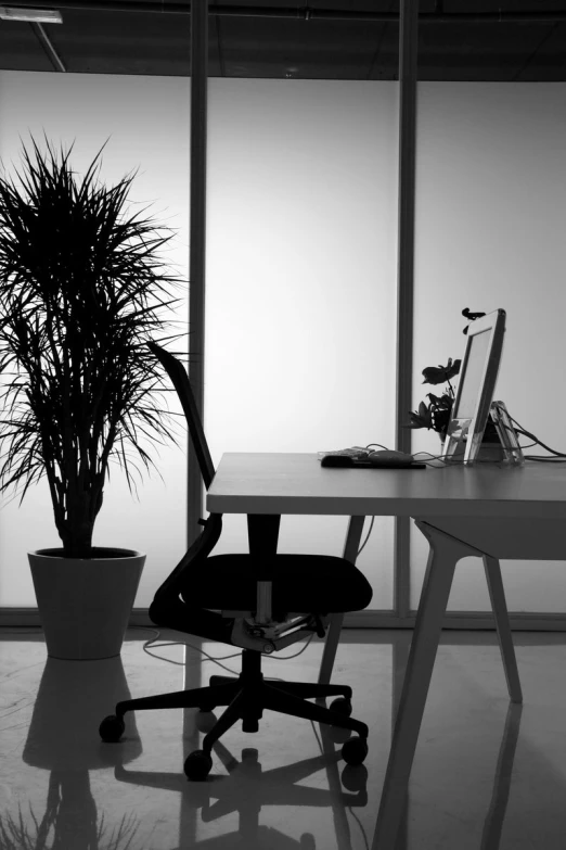 a plant sitting in front of a computer chair