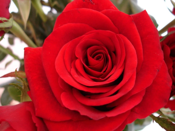 a close up view of red flowers blooming