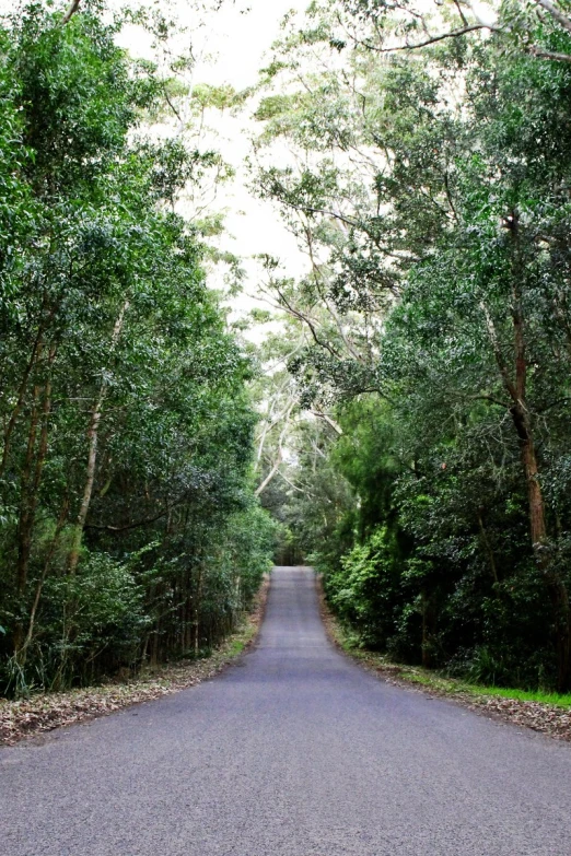 a paved road in front of the woods