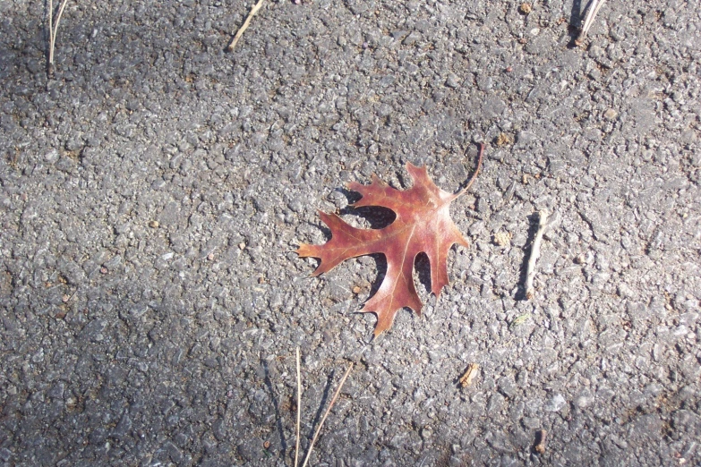 a red leaf in the middle of a sidewalk